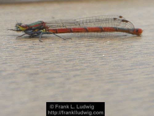 Dragonfly